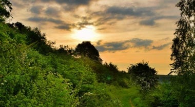 forest landscape with sunset 